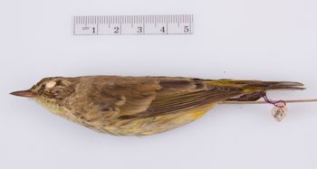 Media type: image;   Ornithology 294381
